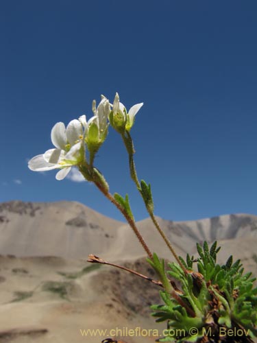 Bild von Saxifraga magellanica (). Klicken Sie, um den Ausschnitt zu vergrössern.