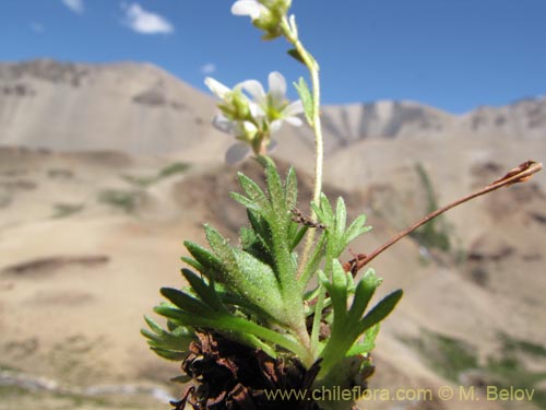 Image of Saxifraga magellanica (). Click to enlarge parts of image.