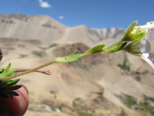 Saxifraga magellanica의 사진