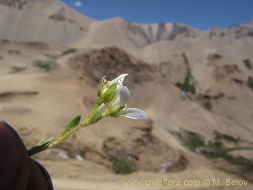 Saxifraga magellanicaの写真