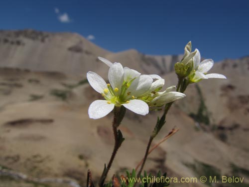 Image of Saxifraga magellanica (). Click to enlarge parts of image.