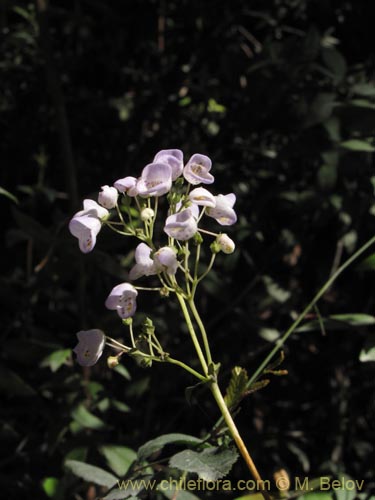 Bild von Jovellana punctata (Argenita / Capachito). Klicken Sie, um den Ausschnitt zu vergrössern.