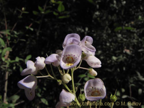 Image of Jovellana punctata (Argenita / Capachito). Click to enlarge parts of image.