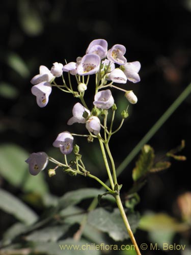 Jovellana punctata的照片