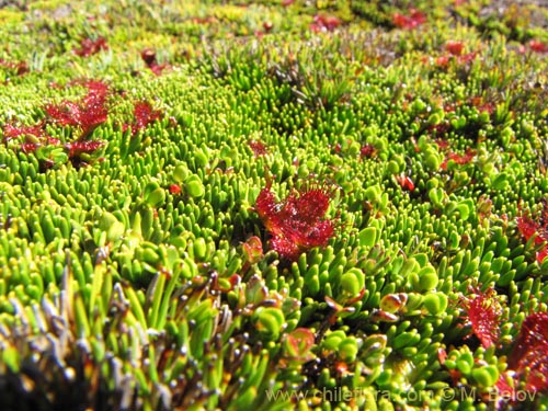 Bild von Drosera uniflora (). Klicken Sie, um den Ausschnitt zu vergrössern.