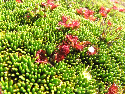 Bild von Drosera uniflora (). Klicken Sie, um den Ausschnitt zu vergrössern.