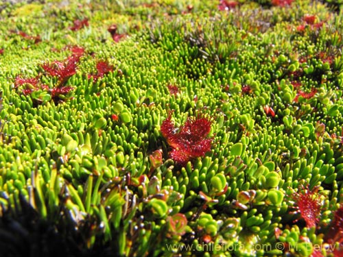 Bild von Drosera uniflora (). Klicken Sie, um den Ausschnitt zu vergrössern.