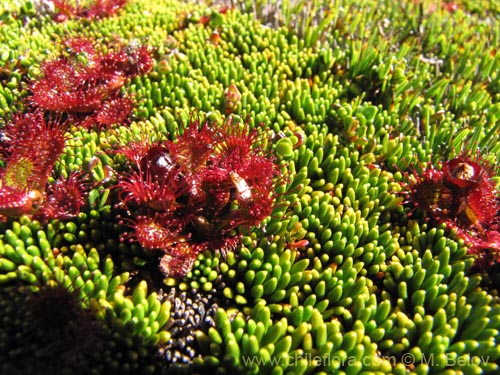 Bild von Drosera uniflora (). Klicken Sie, um den Ausschnitt zu vergrössern.