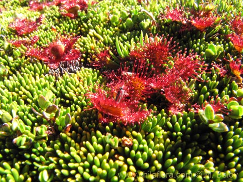 Bild von Drosera uniflora (). Klicken Sie, um den Ausschnitt zu vergrössern.