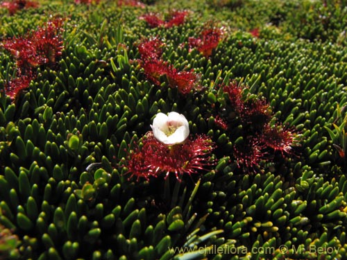 Imágen de Drosera uniflora (). Haga un clic para aumentar parte de imágen.