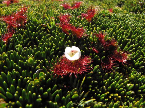 Bild von Drosera uniflora (). Klicken Sie, um den Ausschnitt zu vergrössern.