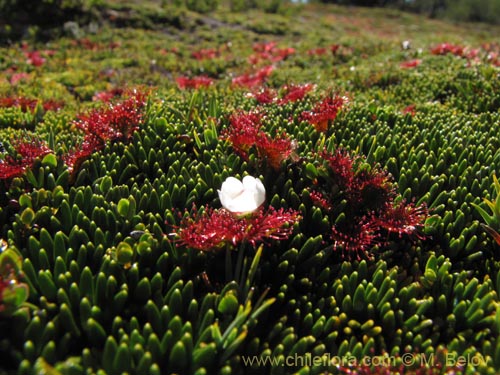 Фотография Drosera uniflora (). Щелкните, чтобы увеличить вырез.