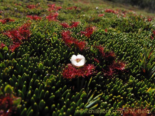 Фотография Drosera uniflora (). Щелкните, чтобы увеличить вырез.
