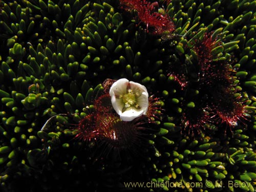 Drosera uniflora的照片