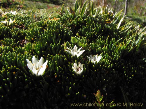 Imágen de Donatia fascicularis (). Haga un clic para aumentar parte de imágen.