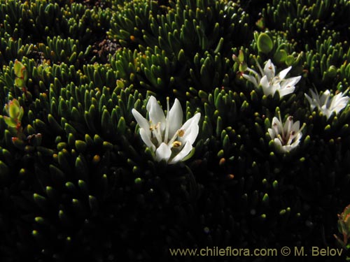 Imágen de Donatia fascicularis (). Haga un clic para aumentar parte de imágen.