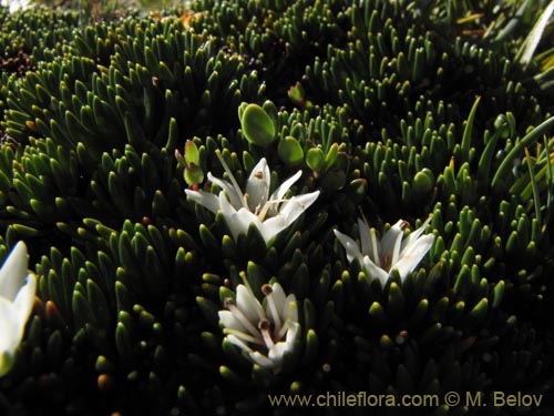 Imágen de Donatia fascicularis (). Haga un clic para aumentar parte de imágen.