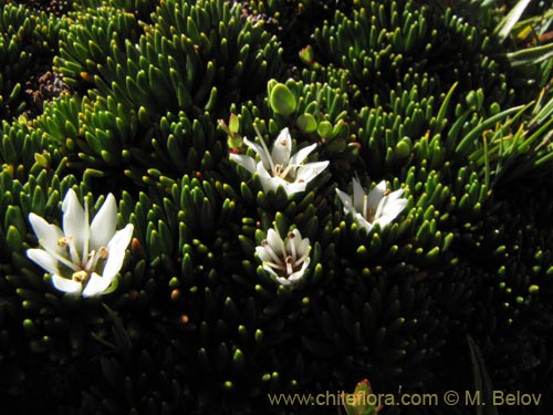 Donatia fascicularisの写真