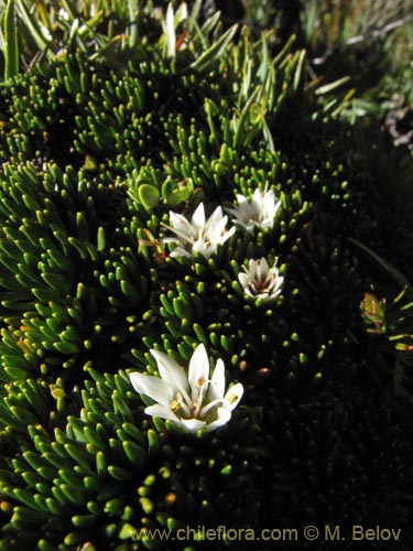 Image of Donatia fascicularis (). Click to enlarge parts of image.