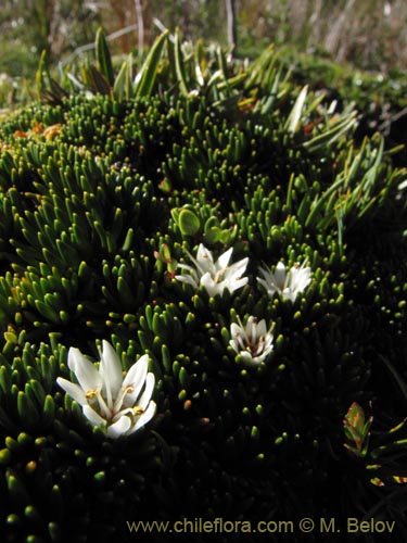 Image of Donatia fascicularis (). Click to enlarge parts of image.