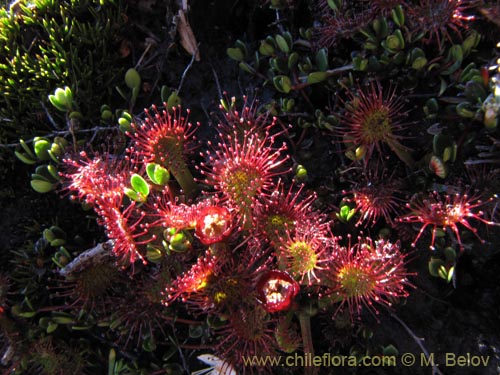 Image of Drosera uniflora (). Click to enlarge parts of image.