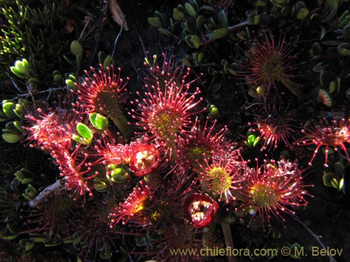 Bild von Drosera uniflora (). Klicken Sie, um den Ausschnitt zu vergrössern.