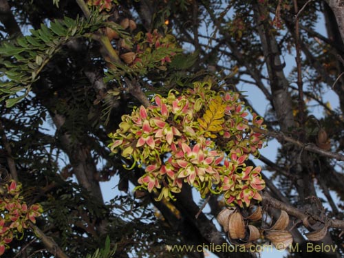 Lomatia ferrugineaの写真