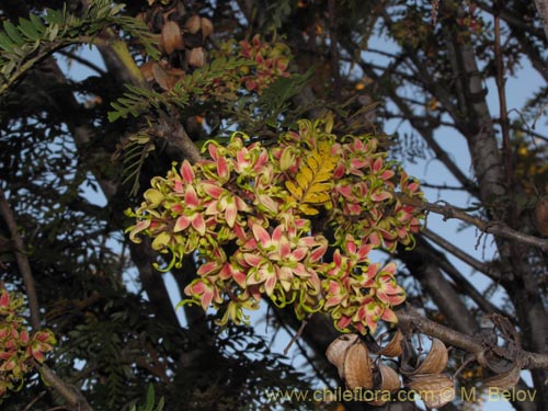 Image of Lomatia ferruginea (Fuinque / Palmilla). Click to enlarge parts of image.