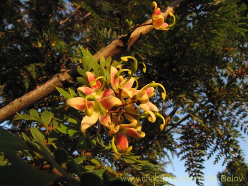 Image of Lomatia ferruginea (Fuinque / Palmilla). Click to enlarge parts of image.