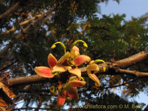 Image of Lomatia ferruginea (Fuinque / Palmilla). Click to enlarge parts of image.