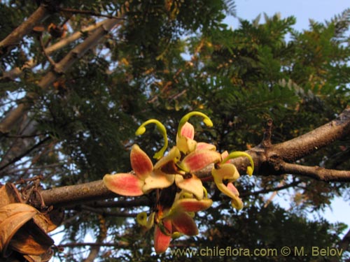 Lomatia ferrugineaの写真