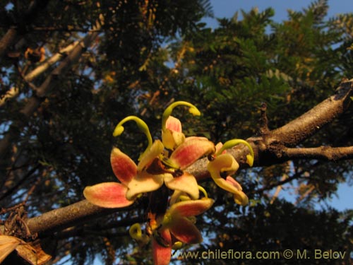 Image of Lomatia ferruginea (Fuinque / Palmilla). Click to enlarge parts of image.