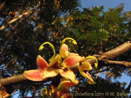 Image of Lomatia ferruginea (Fuinque / Palmilla). Click to enlarge parts of image.