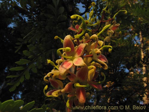 Image of Lomatia ferruginea (Fuinque / Palmilla). Click to enlarge parts of image.