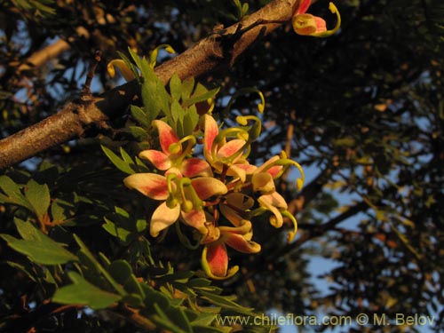 Image of Lomatia ferruginea (Fuinque / Palmilla). Click to enlarge parts of image.