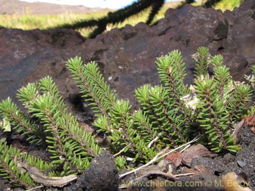 Image of Viola fluehmannii (). Click to enlarge parts of image.