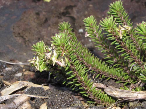 Bild von Viola fluehmannii (). Klicken Sie, um den Ausschnitt zu vergrössern.