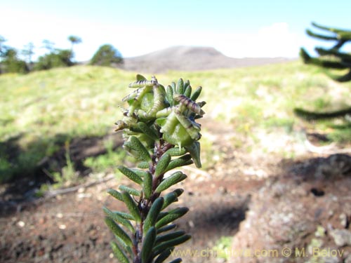 Image of Viola fluehmannii (). Click to enlarge parts of image.