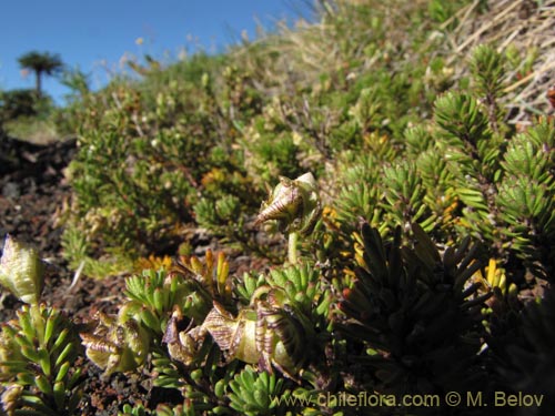 Image of Viola fluehmannii (). Click to enlarge parts of image.