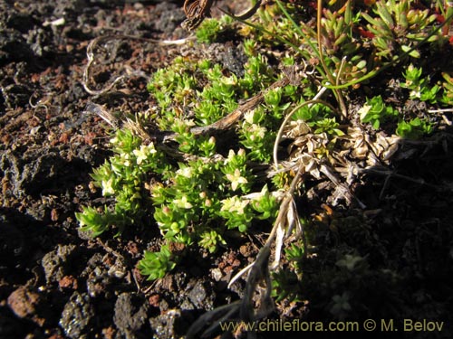 Imágen de Planta no identificada sp. #3107 (). Haga un clic para aumentar parte de imágen.