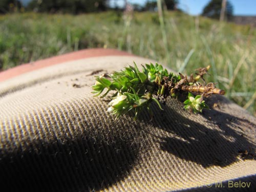 Imágen de Planta no identificada sp. #3107 (). Haga un clic para aumentar parte de imágen.