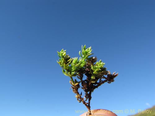 Image of Unidentified Plant sp. #3107 (). Click to enlarge parts of image.