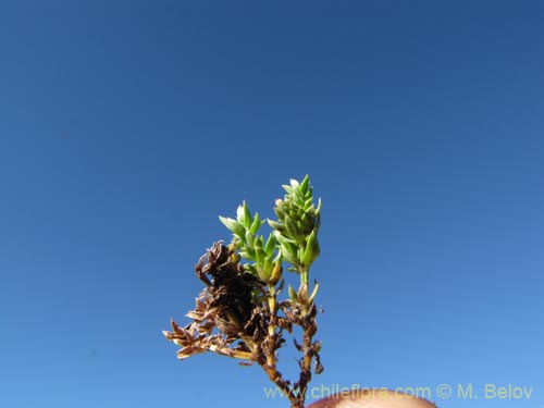 Image of Unidentified Plant sp. #3107 (). Click to enlarge parts of image.