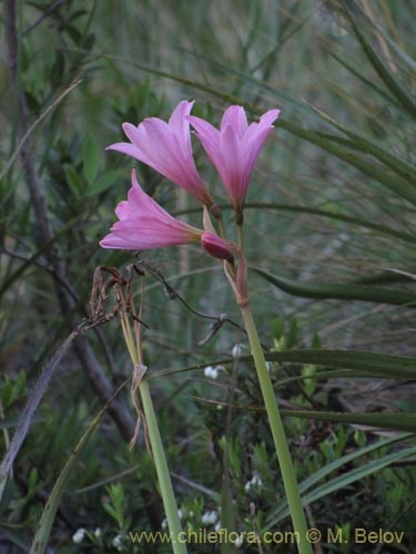 Фотография Rhodophiala moelleri (). Щелкните, чтобы увеличить вырез.