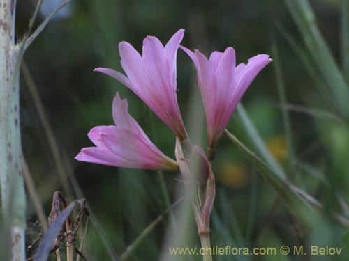 Bild von Rhodophiala moelleri (). Klicken Sie, um den Ausschnitt zu vergrössern.