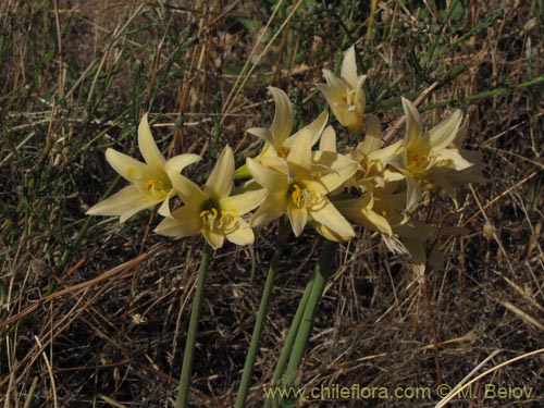 Image of Rhodophiala bakeri (). Click to enlarge parts of image.