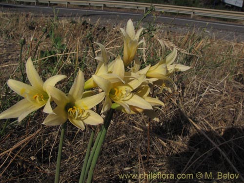 Rhodophiala bakeriの写真