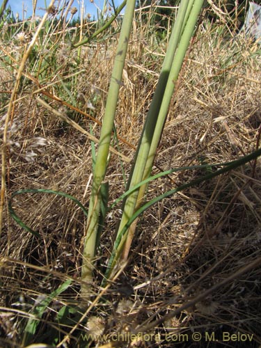 Bild von Rhodophiala bakeri (). Klicken Sie, um den Ausschnitt zu vergrössern.