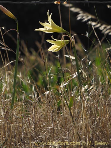 Bild von Rhodophiala bakeri (). Klicken Sie, um den Ausschnitt zu vergrössern.