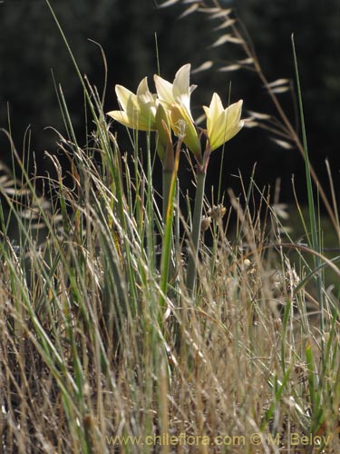 Bild von Rhodophiala bakeri (). Klicken Sie, um den Ausschnitt zu vergrössern.